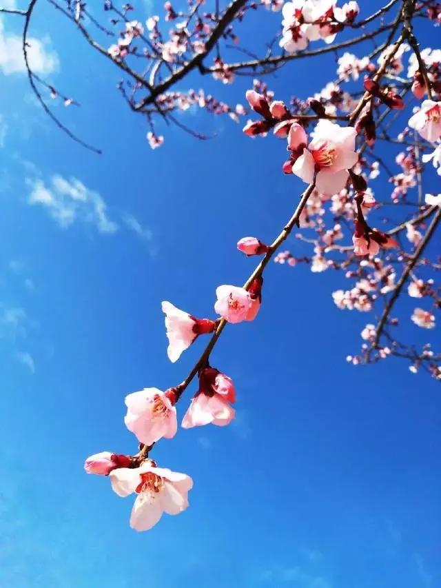 大理和香格里拉的梦幻之旅，这里大概是我见过的最美天空！