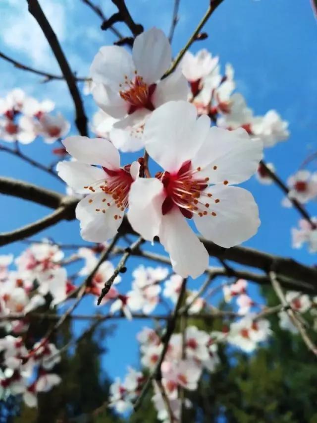 大理和香格里拉的梦幻之旅，这里大概是我见过的最美天空！