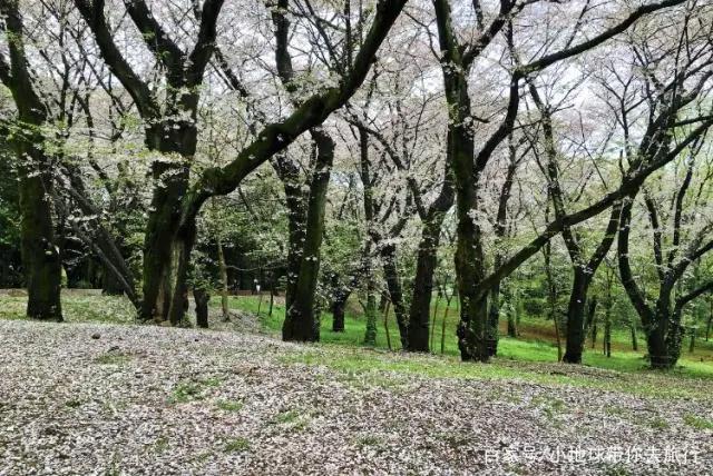 跟着日本经典动画去旅行，让你冲破次元，感受樱花的少女心