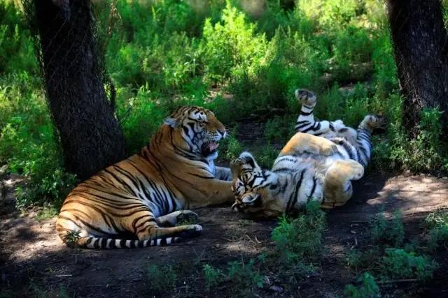 河北到哈尔滨新通高铁啦！一路向北过凉夏，暑假走起