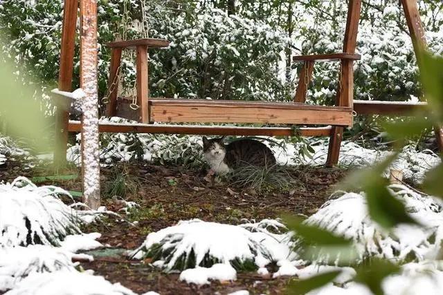 杭州西溪几栋别墅，成了20多个插画师和漫画人的住处和工作室，这是怎么形成的？