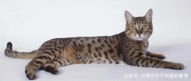 超过1000集的动画，永远看不到结局，网友：请把结局烧给我