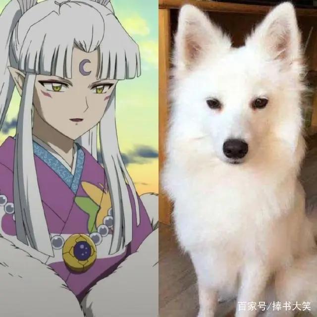 当犬夜叉一家真的变成狗时，杀生丸变成萨摩耶，网友：难以接受！
