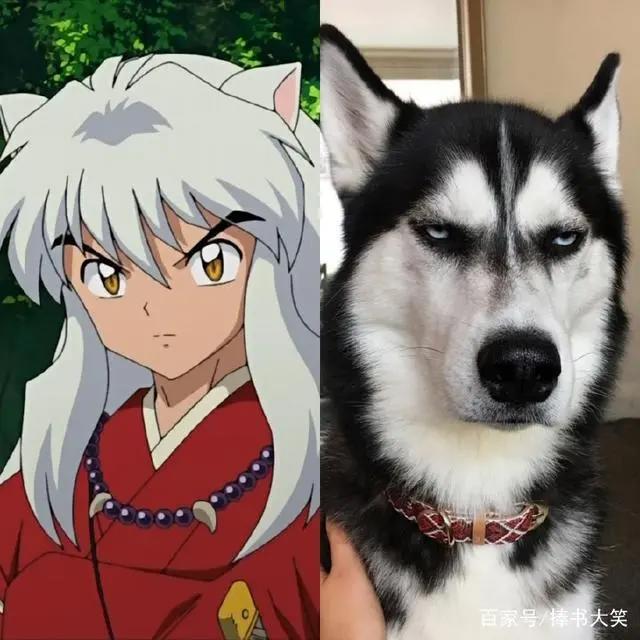 当犬夜叉一家真的变成狗时，杀生丸变成萨摩耶，网友：难以接受！