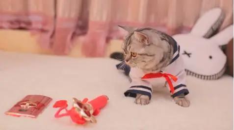 养猫宅女抢晒美图M8s美少女战士限量版网友：人品颜值都服