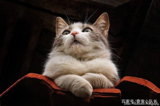 相比于养狗，更多人喜欢养猫！就这五点是狗狗没有的！