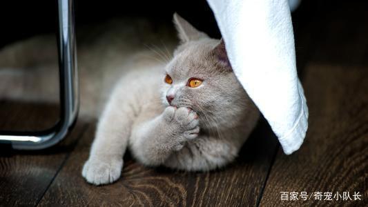相比于养狗，更多人喜欢养猫！就这五点是狗狗没有的！