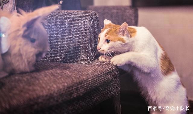 相比于养狗，更多人喜欢养猫！就这五点是狗狗没有的！