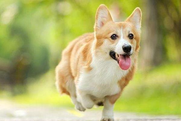 养狗和养猫的三大区别，怪不得大家总是说，养猫是自作自受！