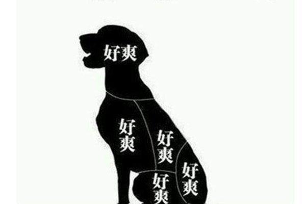 养狗和养猫的三大区别，怪不得大家总是说，养猫是自作自受！