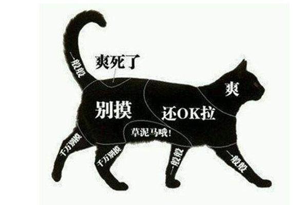 养狗和养猫的三大区别，怪不得大家总是说，养猫是自作自受！