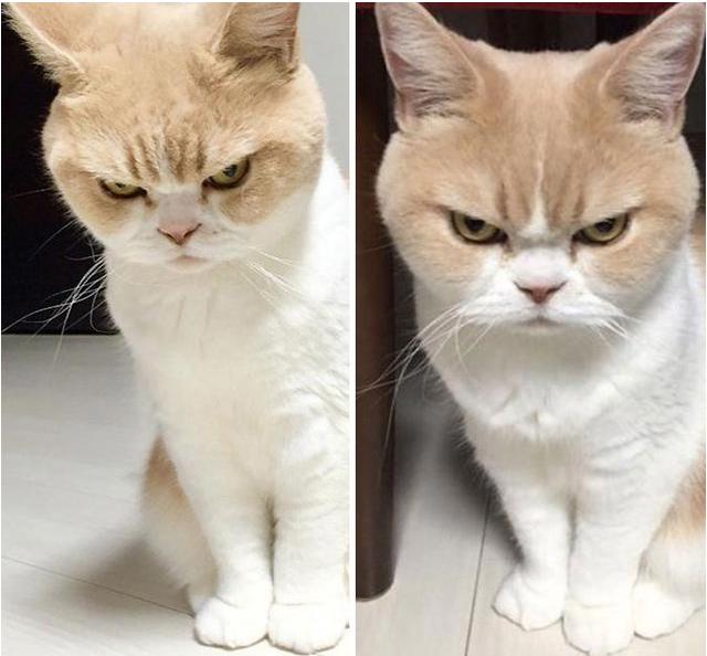 养猫和养狗区别有多大？5类对比图告诉你家孩子，简直不要太真实