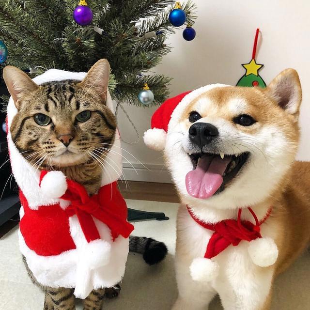 世纪大难题，养猫好还是养狗好，猫猫给的省心省力狗狗给不了