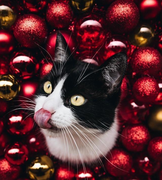 世纪大难题，养猫好还是养狗好，猫猫给的省心省力狗狗给不了