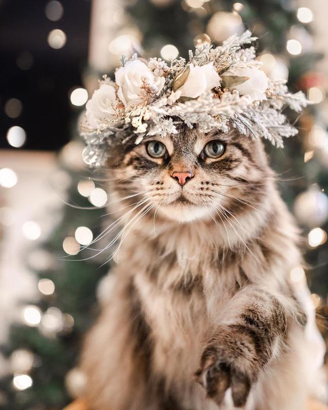 世纪大难题，养猫好还是养狗好，猫猫给的省心省力狗狗给不了