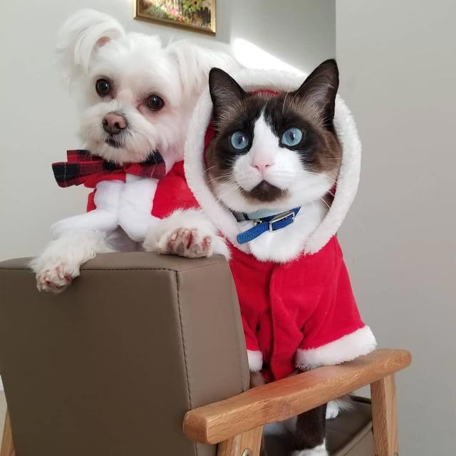 世纪大难题，养猫好还是养狗好，猫猫给的省心省力狗狗给不了