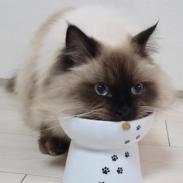 世纪大难题，养猫好还是养狗好，猫猫给的省心省力狗狗给不了