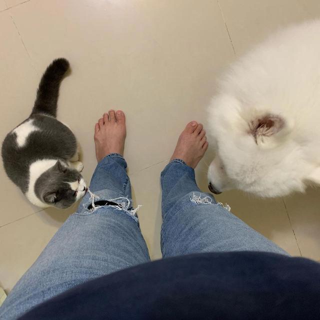 世纪大难题，养猫好还是养狗好，猫猫给的省心省力狗狗给不了