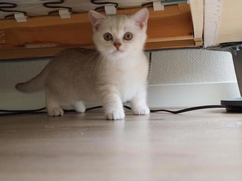 养猫还是养狗哪个比较省事？看完你就知道了