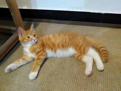 养猫还是养狗哪个比较省事？看完你就知道了