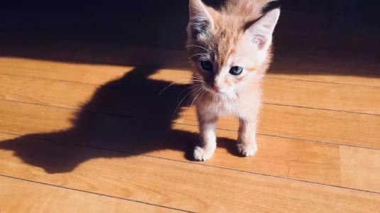 养猫还是养狗哪个比较省事？看完你就知道了