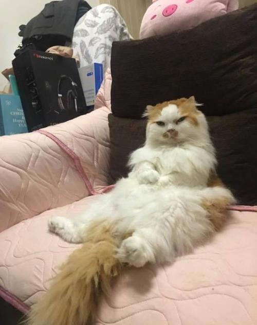 养猫还是养狗哪个比较省事？看完你就知道了