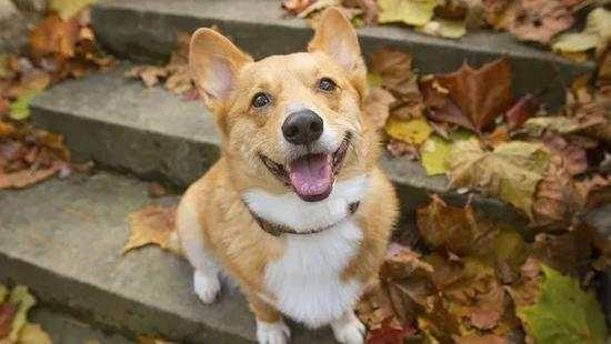 养猫还是养狗哪个比较省事？看完你就知道了