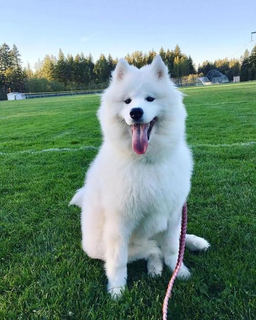 养猫还是养狗哪个比较省事？看完你就知道了