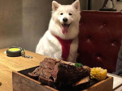 养猫还是养狗哪个比较省事？看完你就知道了