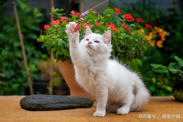 养猫还是养狗哪个比较省事？看完你就知道了