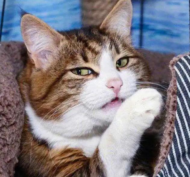 6点告诉你，“养猫”和“养狗”区别真的很大