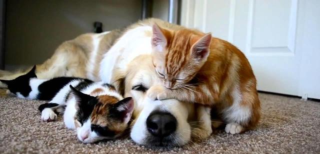 养猫和养狗区别很大，亲身经历告诉你