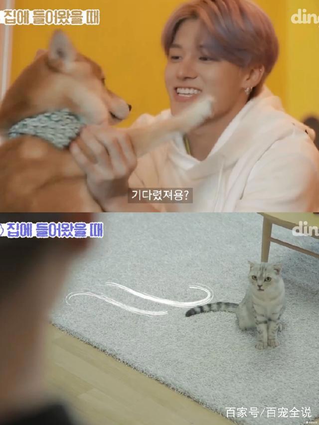 养狗和养猫的人会产生的10大共鸣：当你回家时它会主动接你吗？