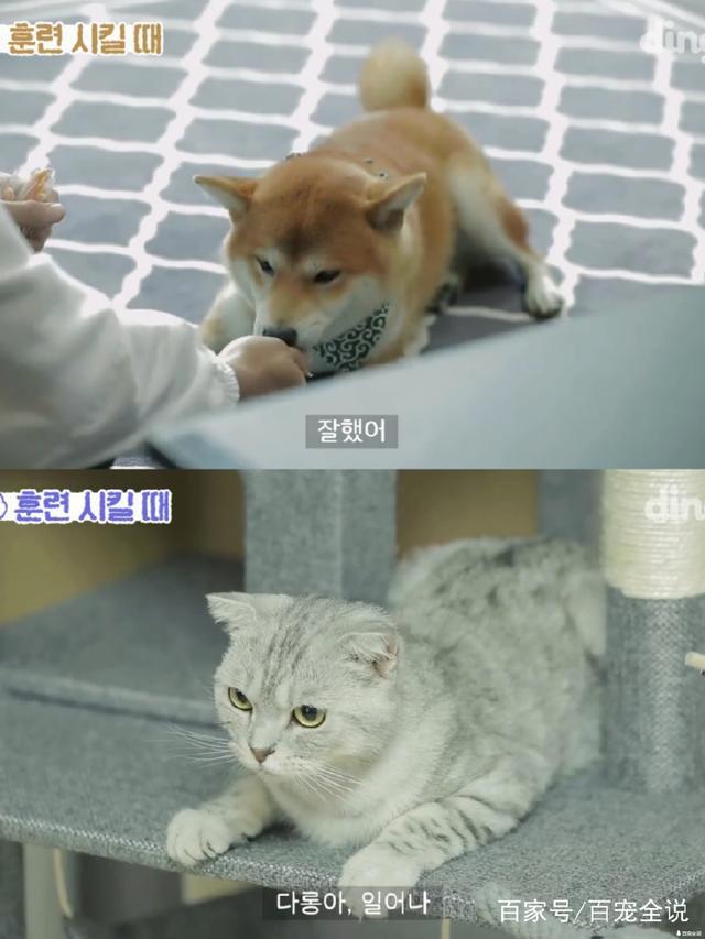 养狗和养猫的人会产生的10大共鸣：当你回家时它会主动接你吗？