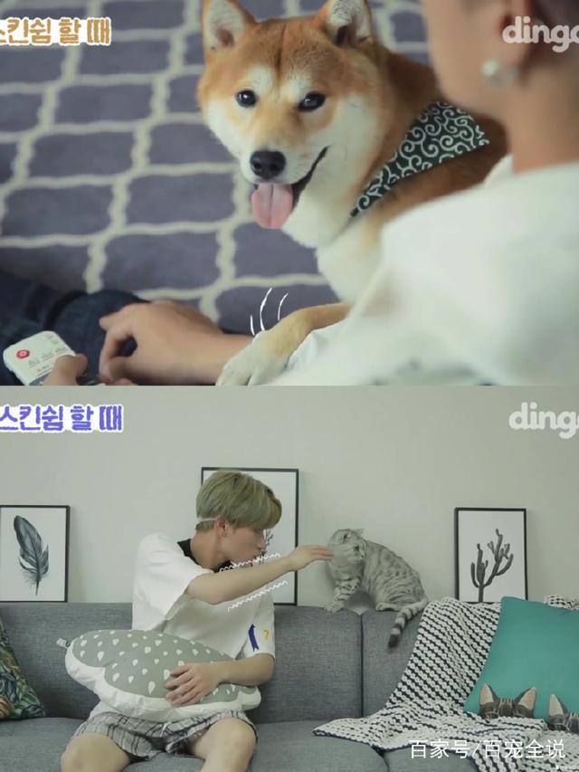 养狗和养猫的人会产生的10大共鸣：当你回家时它会主动接你吗？