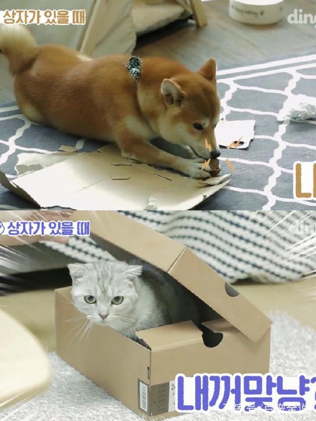 养狗和养猫的人会产生的10大共鸣：当你回家时它会主动接你吗？