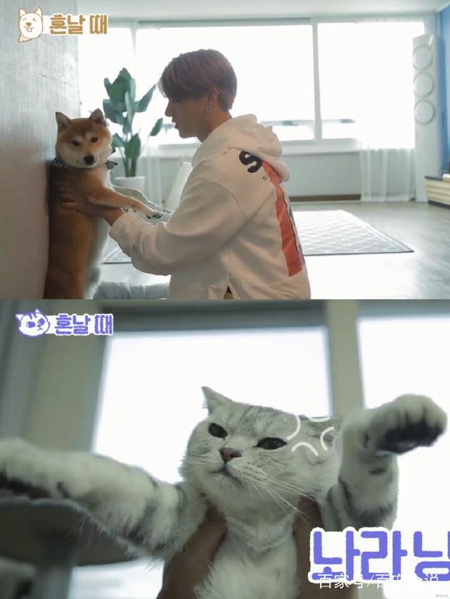 养狗和养猫的人会产生的10大共鸣：当你回家时它会主动接你吗？