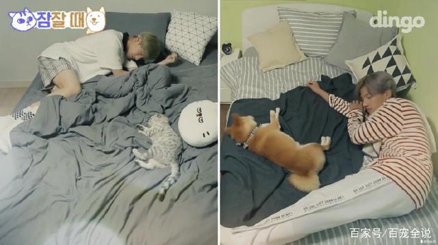 养狗和养猫的人会产生的10大共鸣：当你回家时它会主动接你吗？