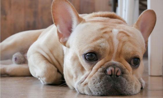 喜欢养狗的人和喜欢养猫的人，性格截然不同，原因就在宠物身上