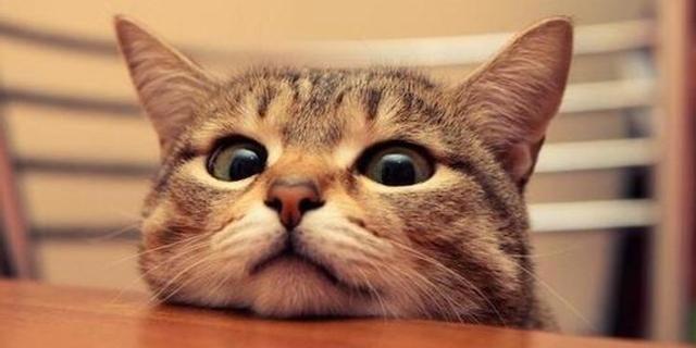 喜欢养狗的人和喜欢养猫的人，性格截然不同，原因就在宠物身上