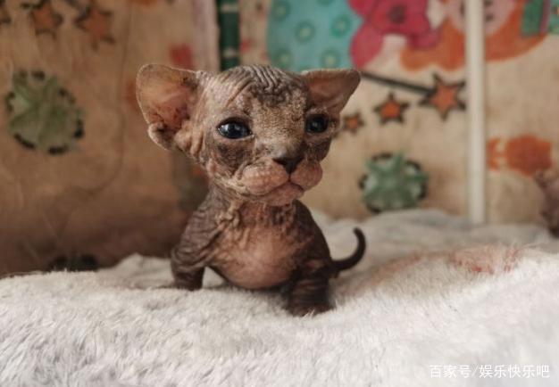 为什么现在流行养猫，养狗不快乐吗？网友：拆完家，傻狗还对你笑