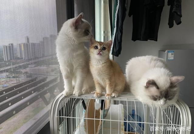 为什么现在流行养猫，养狗不快乐吗？网友：拆完家，傻狗还对你笑