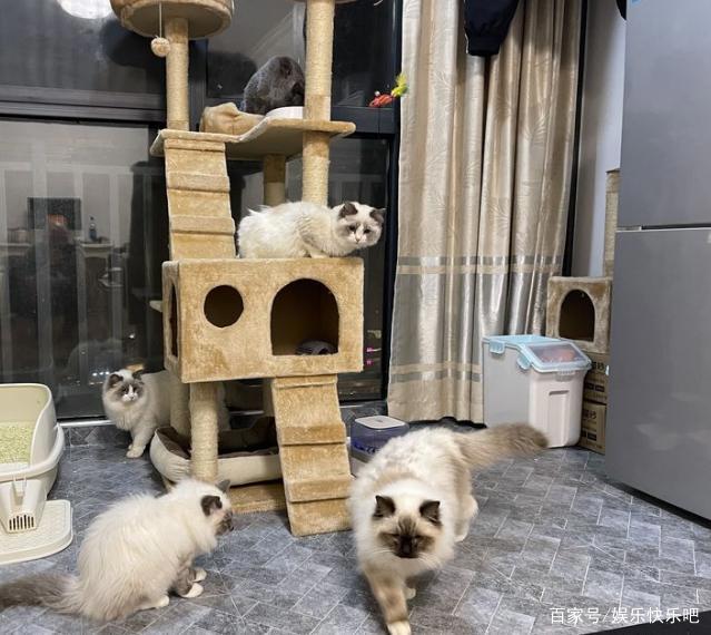 为什么现在流行养猫，养狗不快乐吗？网友：拆完家，傻狗还对你笑