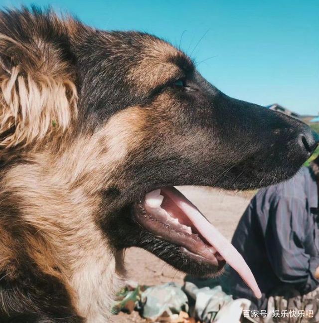 为什么现在流行养猫，养狗不快乐吗？网友：拆完家，傻狗还对你笑