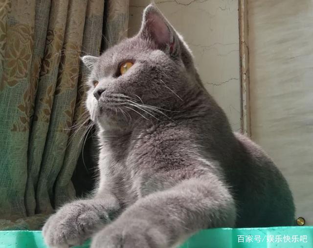 为什么现在流行养猫，养狗不快乐吗？网友：拆完家，傻狗还对你笑