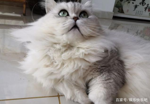 为什么现在流行养猫，养狗不快乐吗？网友：拆完家，傻狗还对你笑