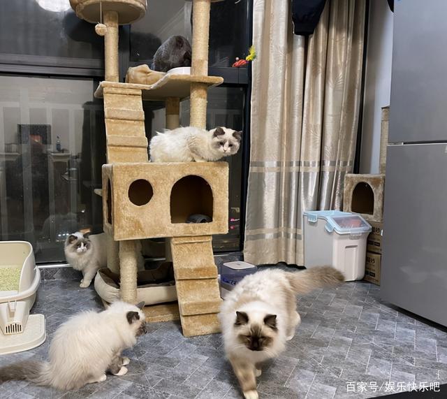 为什么现在流行养猫，养狗不快乐吗？网友：拆完家，傻狗还对你笑