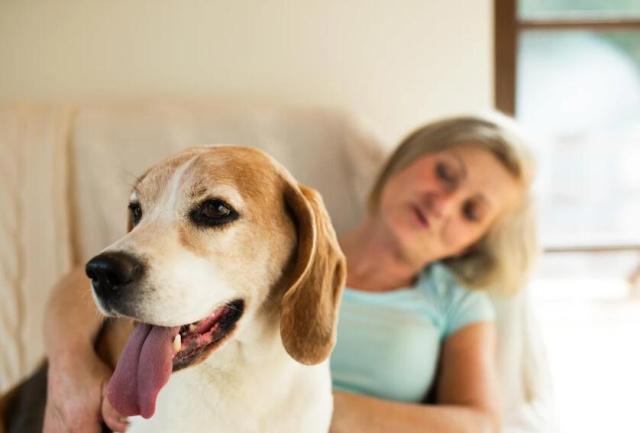 养猫的人VS养狗的人，看猫和狗是如何对待主人的