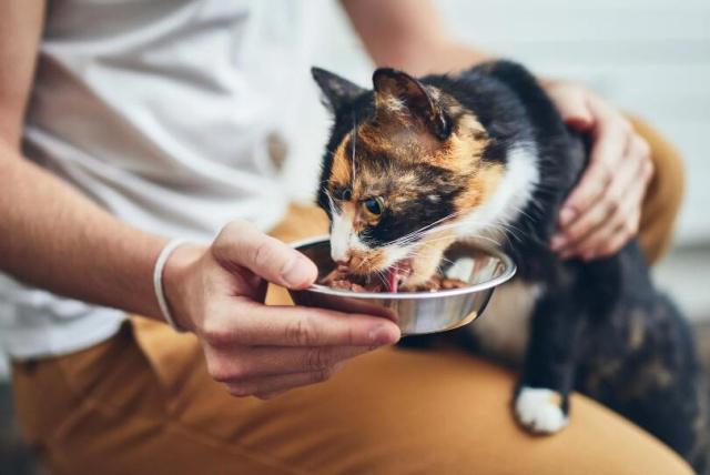 养猫的人VS养狗的人，看猫和狗是如何对待主人的