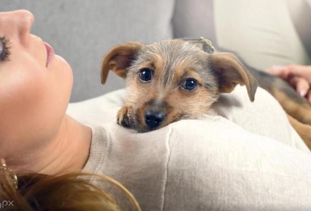 养猫的人VS养狗的人，看猫和狗是如何对待主人的